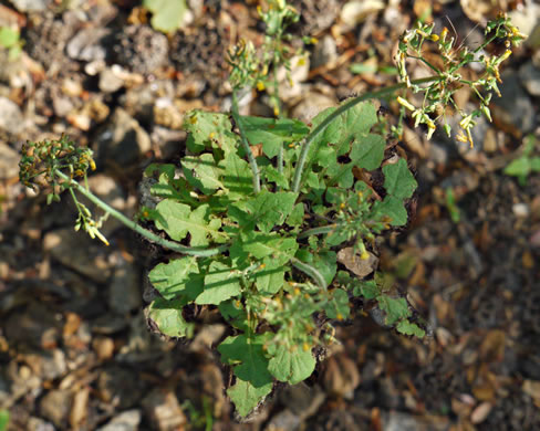 image of Youngia japonica, Asiatic Hawksbeard, Youngia, Japanese Crepis, Oriental False Hawksbeard