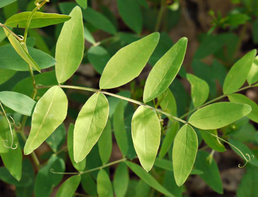 image of Lathyrus venosus, Wood Pea, Forest Pea, Bush Vetch, Veiny Pea