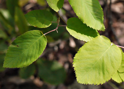 image of Amelanchier sanguinea, Roundleaf Serviceberry, New England Serviceberry