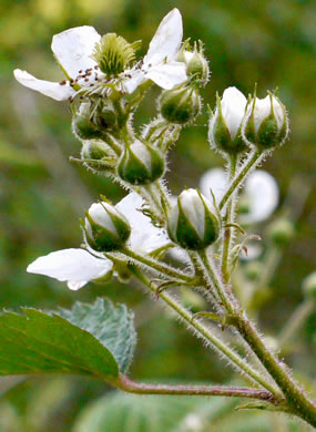 sepals or bracts of Rubus allegheniensis, Allegheny Blackberry