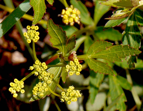 image of Zizia trifoliata, Mountain Golden-Alexanders