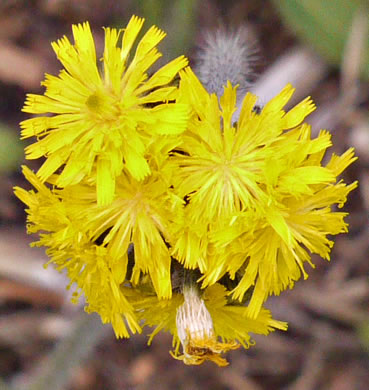 Pilosella caespitosa, Field Hawkweed, Yellow King-devil, Meadow Hawkweed