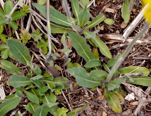 image of Pilosella caespitosa, Field Hawkweed, Yellow King-devil, Meadow Hawkweed