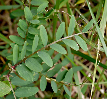 image of Vicia caroliniana, Carolina Vetch, Wood Vetch, Pale Vetch