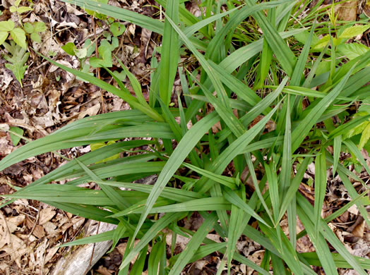 image of Tradescantia subaspera, Zigzag Spiderwort, Wide-leaved Spiderwort