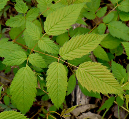 image of Aruncus dioicus var. dioicus, Eastern Goatsbeard, Bride's Feathers