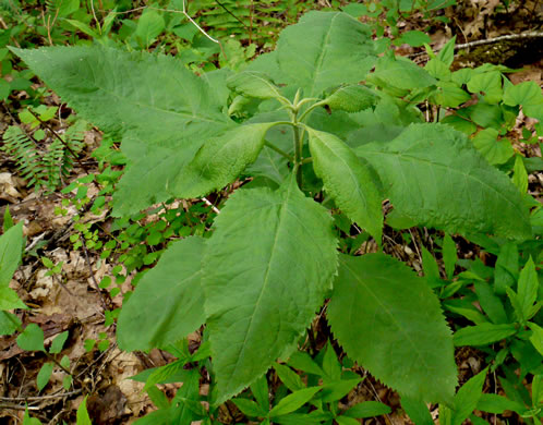Eutrochium steelei, Appalachian Joe-pye-weed, Steele's Joe-pye-weed