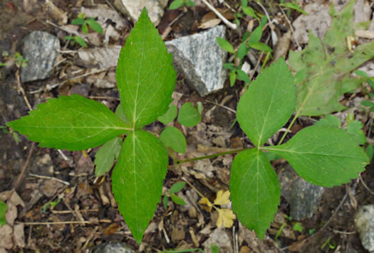 image of Cryptotaenia canadensis, Honewort