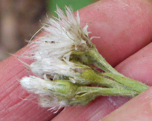 image of Antennaria plantaginifolia, Plantainleaf Pussytoes, Plantain Pussytoes