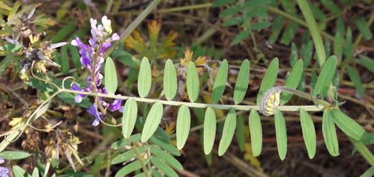 image of Vicia villosa ssp. varia, Smooth Vetch, Winter Vetch