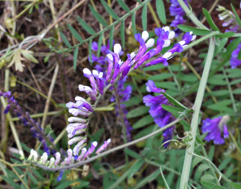 image of Vicia villosa ssp. varia, Smooth Vetch, Winter Vetch