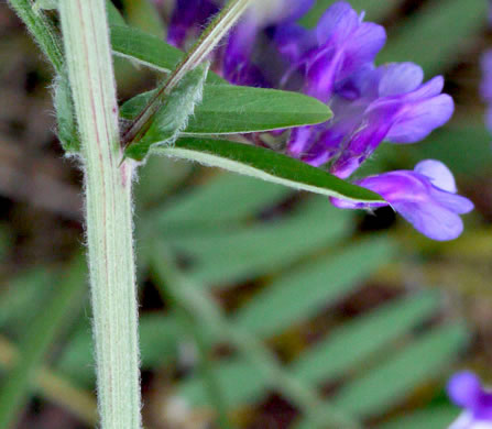 image of Vicia villosa ssp. varia, Smooth Vetch, Winter Vetch