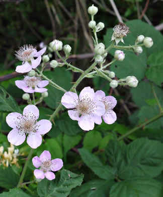 image of Rubus bifrons, European Blackberry, Himalayan Blackberry, Himalaya-berry