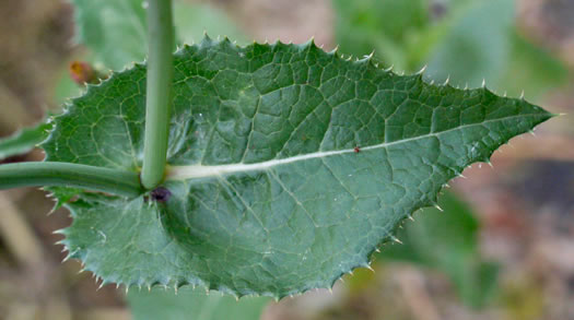 image of Sonchus asper, Prickly Sowthistle, Spiny-leaf Sowthistle