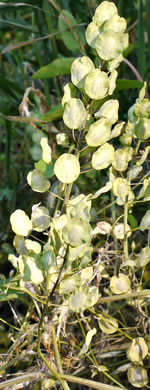 image of Thlaspi arvense, Field Pennycress, Frenchweed