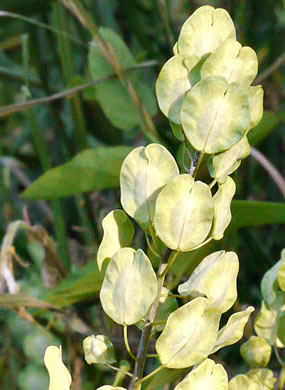 fruit of Thlaspi arvense, Field Pennycress, Frenchweed