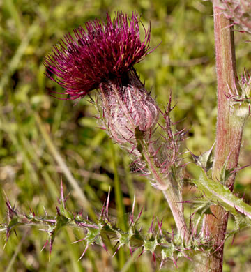 image of Cirsium horridulum var. horridulum, Common Yellow Thistle, Purple Thistle, Bristle Thistle, Horrid Thistle