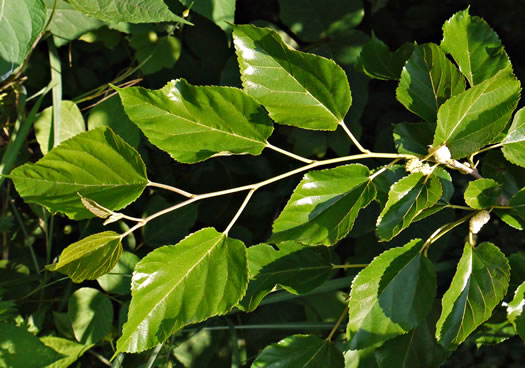 Morus alba, White Mulberry, Silkworm Mulberry, Russian Mulberry