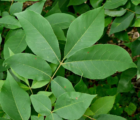 image of Carya glabra, Pignut Hickory