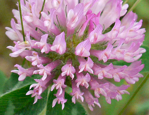 image of Trifolium pratense, Red Clover