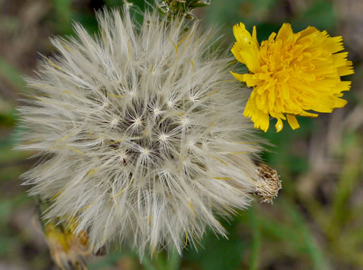 Hypochaeris radicata, Hairy Cat's-ear, Spotted Cat's-ear, Cat's Ear Dandelion