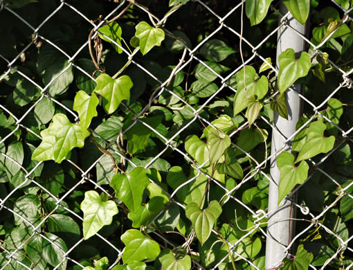 image of Dioscorea polystachya, Cinnamon Vine, Chinese Yam