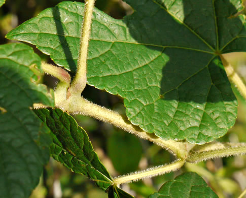 image of Ampelopsis glandulosa, Porcelain-berry, Amur Peppervine