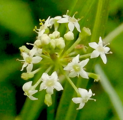 image of Hydrocotyle tribotrys, Whorled Marsh-pennywort, Water-pennywort