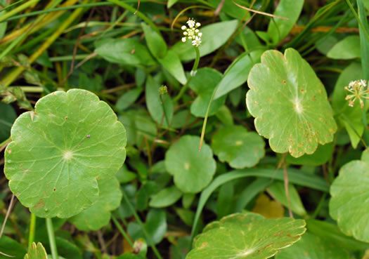 image of Hydrocotyle tribotrys, Whorled Marsh-pennywort, Water-pennywort