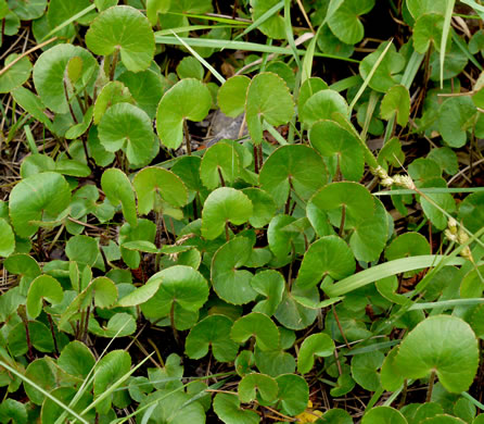 image of Centella erecta, Centella, Erect Coinleaf, False Pennywort