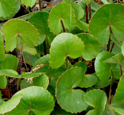 leaf or frond of Centella erecta, Centella, Erect Coinleaf, False Pennywort