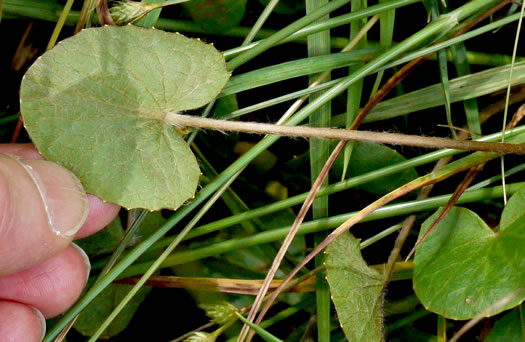 image of Centella erecta, Centella, Erect Coinleaf, False Pennywort