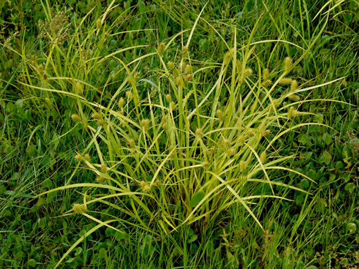 image of Carex lurida, Sallow Sedge