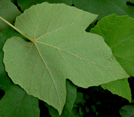 image of Vitis aestivalis var. aestivalis, Summer Grape