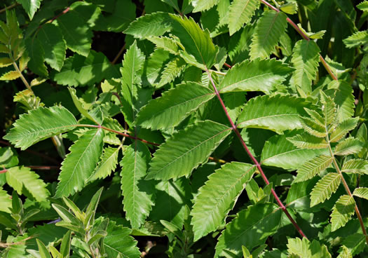 image of Rhus michauxii, Michaux's Sumac, Dwarf Sumac, False Poison Sumac