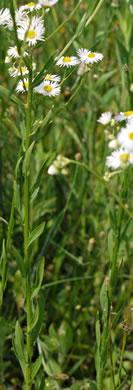 image of Erigeron philadelphicus var. philadelphicus, Daisy Fleabane, Philadelphia Fleabane, Philadelphia-daisy, Common Fleabane