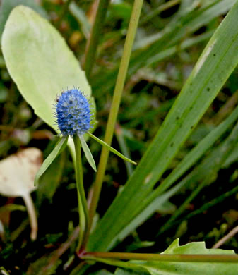 image of Eryngium prostratum, Spreading Eryngo, Creeping Eryngo