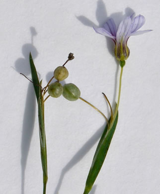 image of Sisyrinchium micranthum, Annual Blue-eyed-grass, Lawn Blue-eyed-grass, Fairy Stars