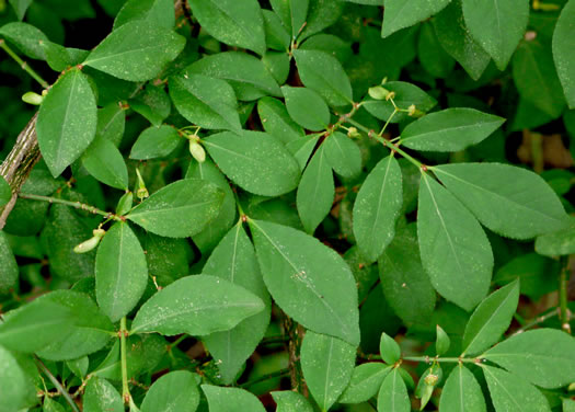 image of Euonymus alatus, Burning-bush, Winged Euonymus, Winged Wahoo