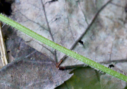 image of Dennstaedtia punctilobula, Hay-scented Fern, Pasture Fern, Boulder Fern