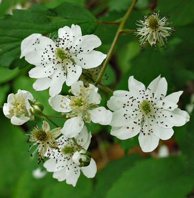flower of Rubus canadensis, Thornless Blackberry, Smooth Blackberry