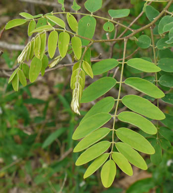 image of Robinia hartwigii, Granite Dome Locust, Highlands Locust, Hartwig's Locust