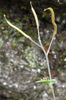 image of Capnoides sempervirens, Pale Corydalis, Rock Harlequin, Pink Corydalis, Tall Corydalis