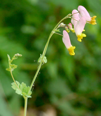 image of Capnoides sempervirens, Pale Corydalis, Rock Harlequin, Pink Corydalis, Tall Corydalis