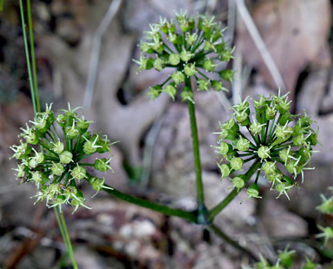 image of Aralia nudicaulis, Wild Sarsaparilla