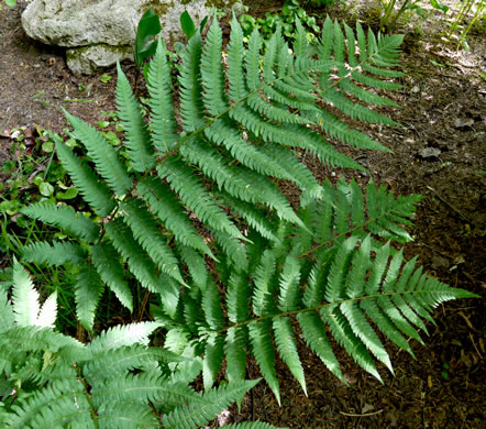 image of Dryopteris goldieana, Goldie's Woodfern