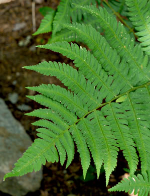 image of Dryopteris goldieana, Goldie's Woodfern