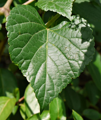 image of Ampelopsis glandulosa, Porcelain-berry, Amur Peppervine