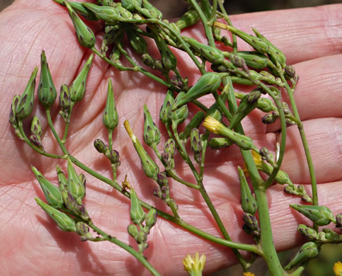 image of Lactuca canadensis, American Wild Lettuce, Canada Lettuce