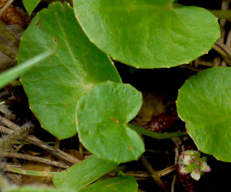 image of Centella erecta, Centella, Erect Coinleaf, False Pennywort